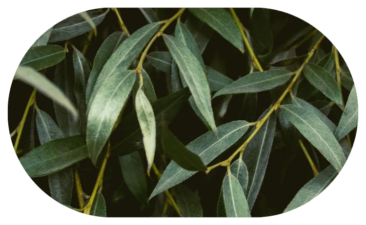 White Willow Bark