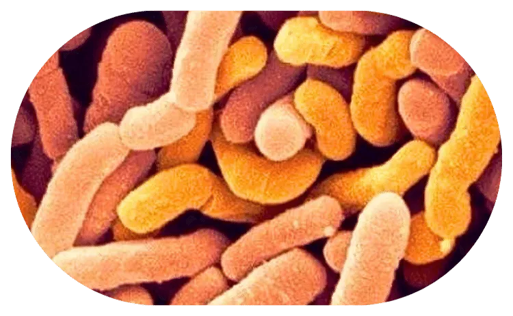 LP299V probiotic