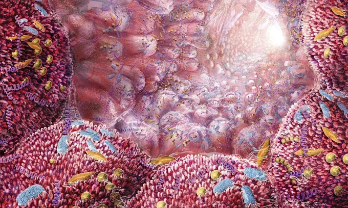 Anatomical illustration showing the gut-brain connection with colourful bacteria throughout the digestive tract
