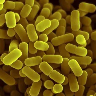 Lactobacillus acidophilus La-14