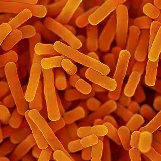 Bifidobacterium lactis Bl-04