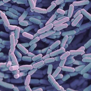 Lactobacillus rhamnosus HN001